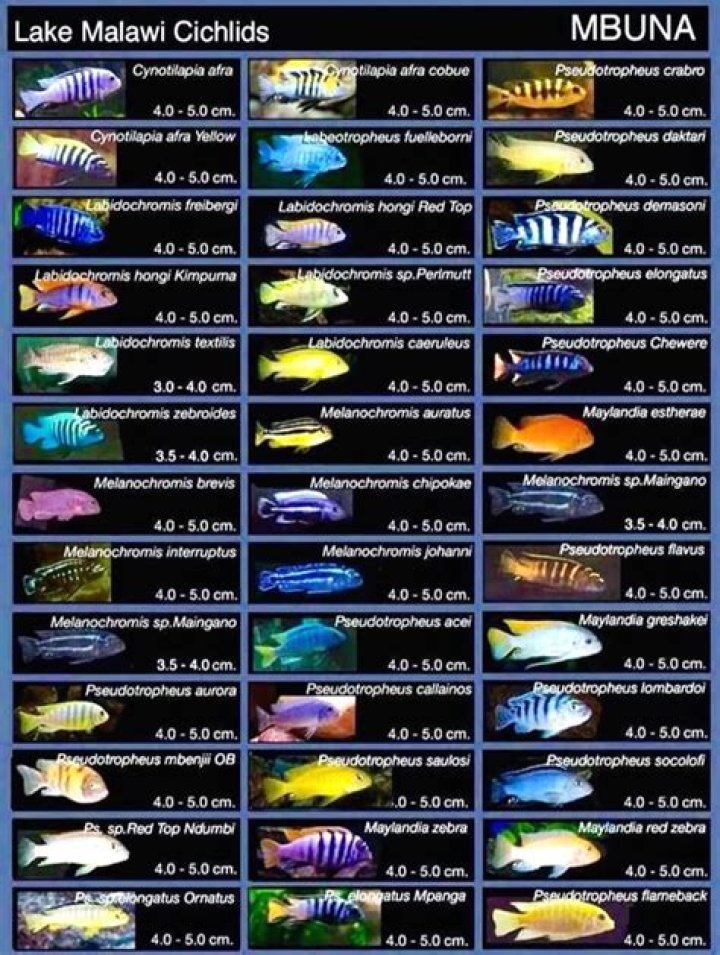 African Cichlid Species List PDF: Complete Guide to Over 50 Species