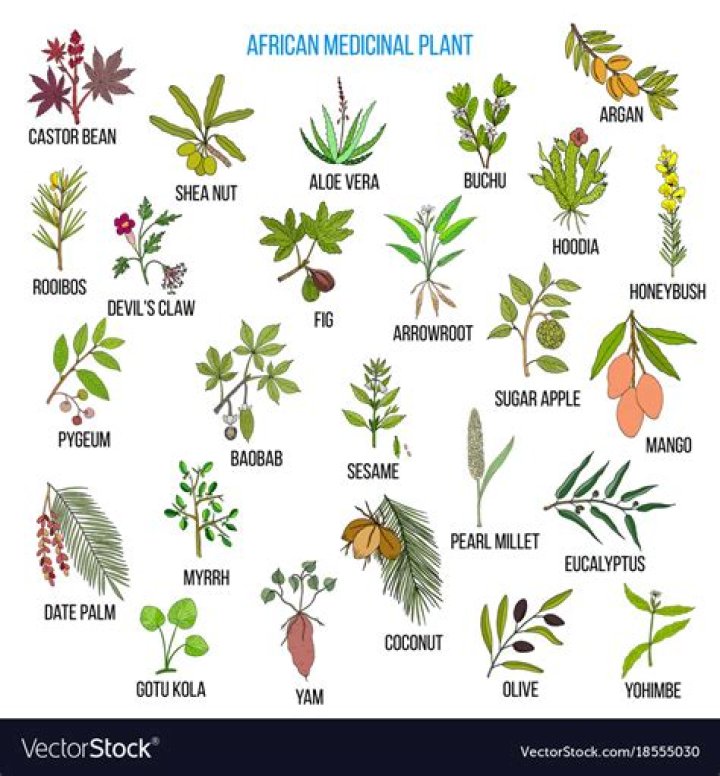 African Healing Herbs List PDF: Natural Remedies & Traditional Medicine