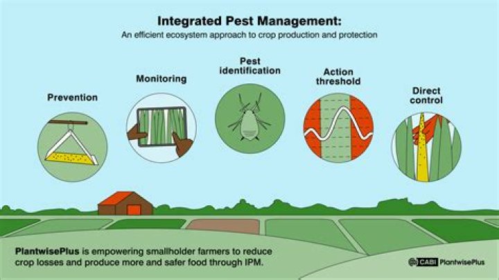 Key Agricultural Pests in South Asia and Effective Management PDF Guide