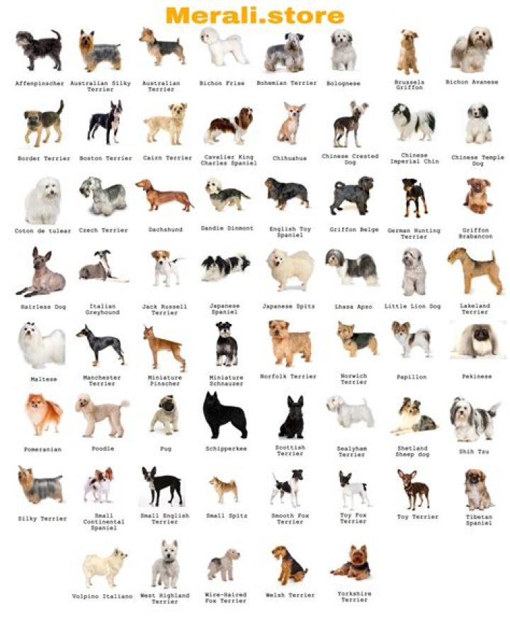 Complete All 340 Dog Breeds List PDF – Full Reference Guide