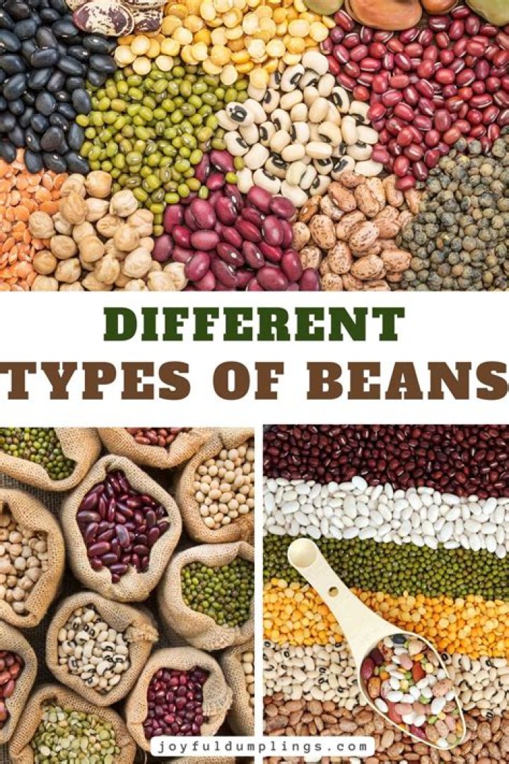 All 400 Types of Beans: Complete List PDF for Gardeners & Chefs