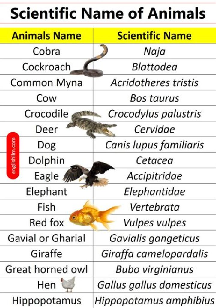 Complete Animal Scientific Name List PDF for Researchers
