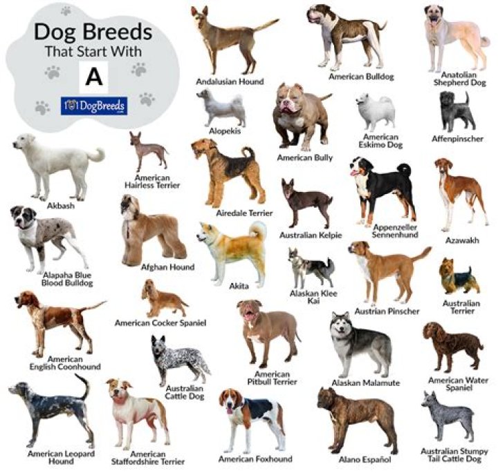 Complete All Dog Breed List PDF – Full Guide & Breed Directory