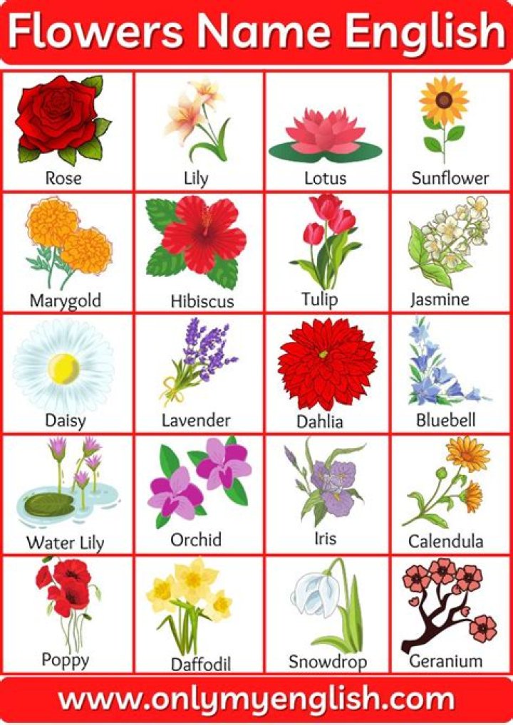 All Flowers Name List PDF: Complete Guide to Every Flower Type
