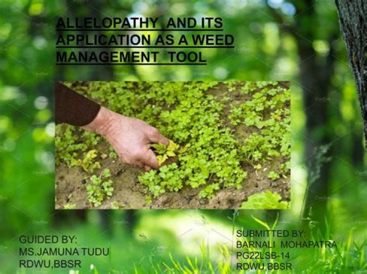 Allelopathy and Its Application for Weed Management: A PDF Guide