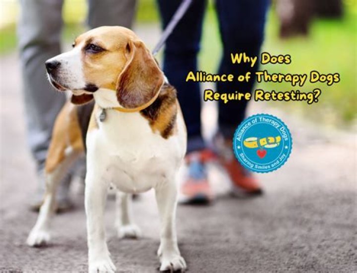 Therapy Dog Test Requirements PDF: All Formal Guidelines Explained