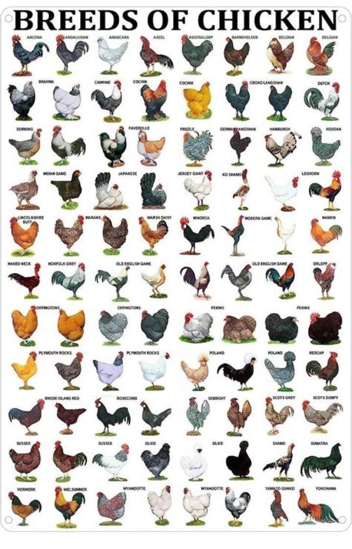 Alphabetical List of Chicken Breeds PDF for Backyard Farmers