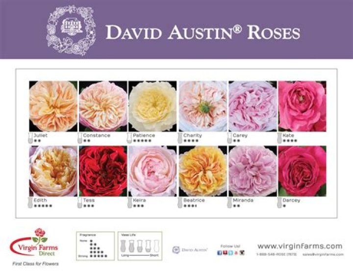 Alphabetical List of David Austin Roses PDF for Gardening Enthusiasts