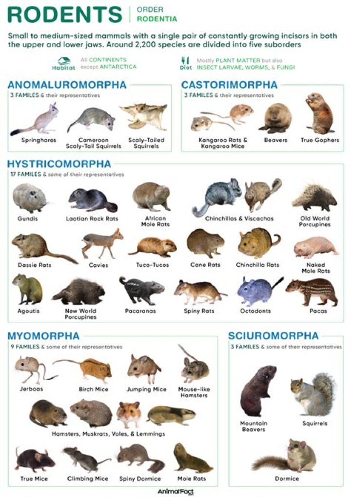 Alphabetical List of Rodents PDF for Kids and Researchers