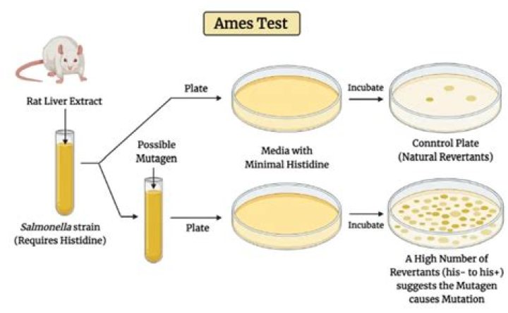 Ames Test Protocol PDF: Full Guide & Compliance