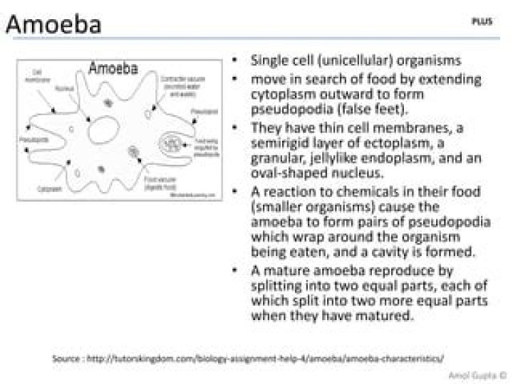 Amoeba Management PDF: Essential Guide for Effective Control