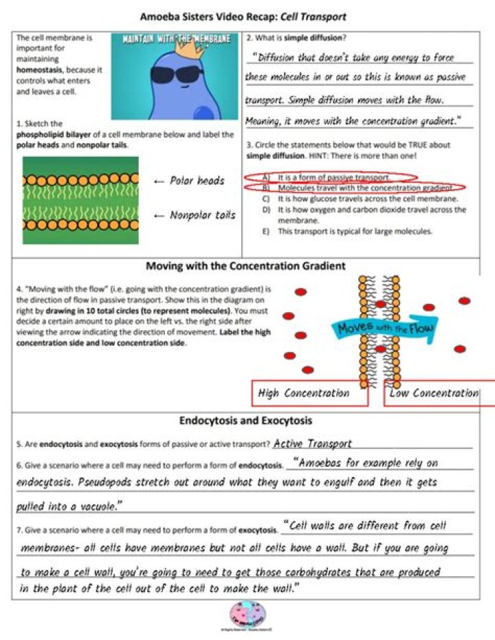 Amoeba Sisters Cell Organelles Worksheet PDF – Free Study Guide