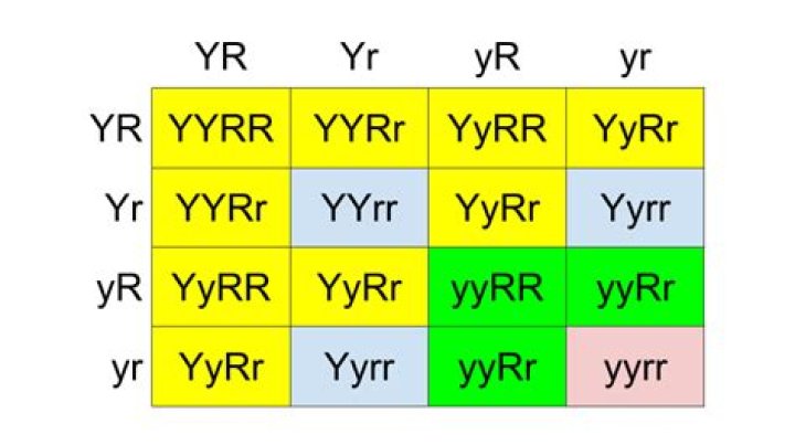 Amoeba Sisters Dihybrid Crosses Answer Key PDF – Step-by-Step Guide