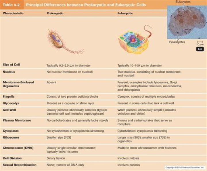 Amoeba Sisters Prokaryotes vs Eukaryotes Answer Key PDF – Study Guide