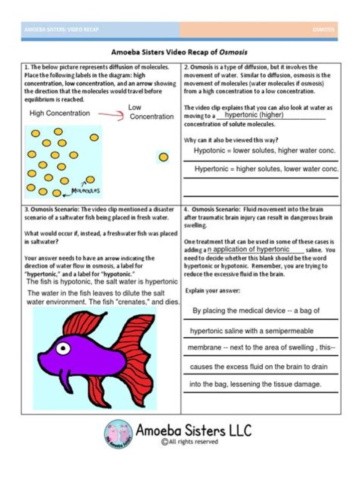 Amoeba Sisters Video Recap Answers PDF – Full Guide & Answers