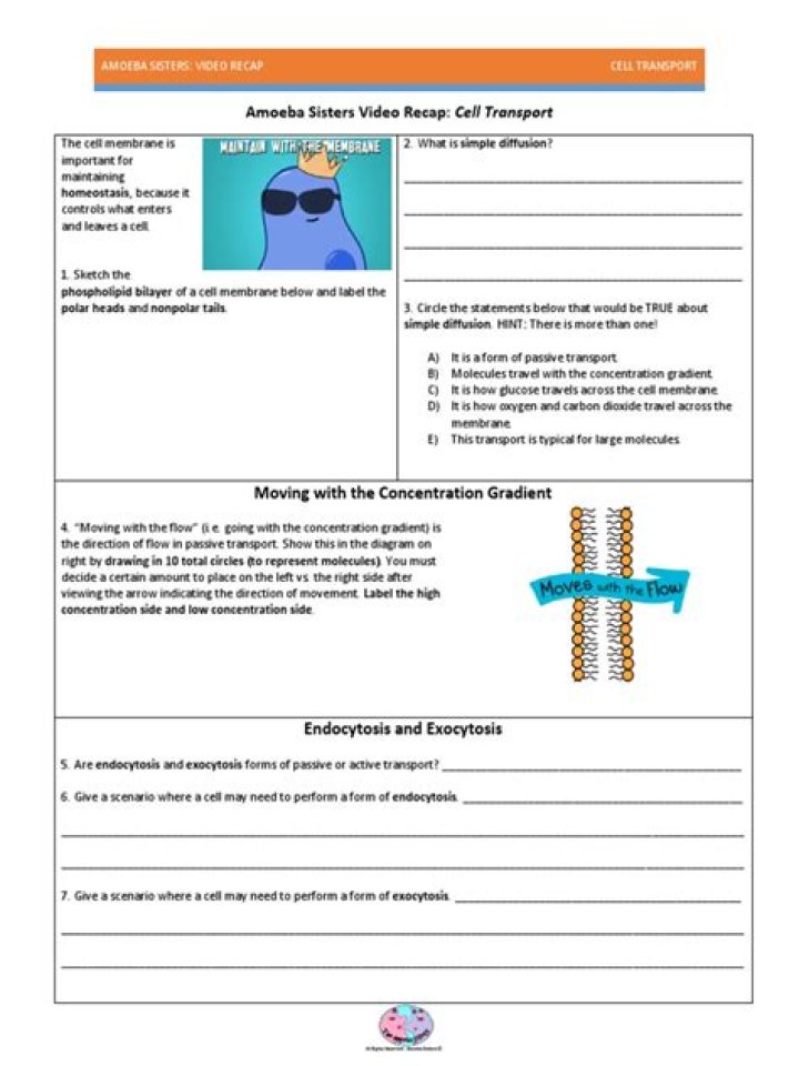 Amoeba Sisters: Cell Transport Video Recap & Answer Key PDF