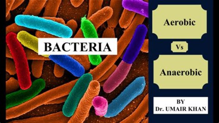 Anaerobic Bacteria List PDF: Comprehensive Guide