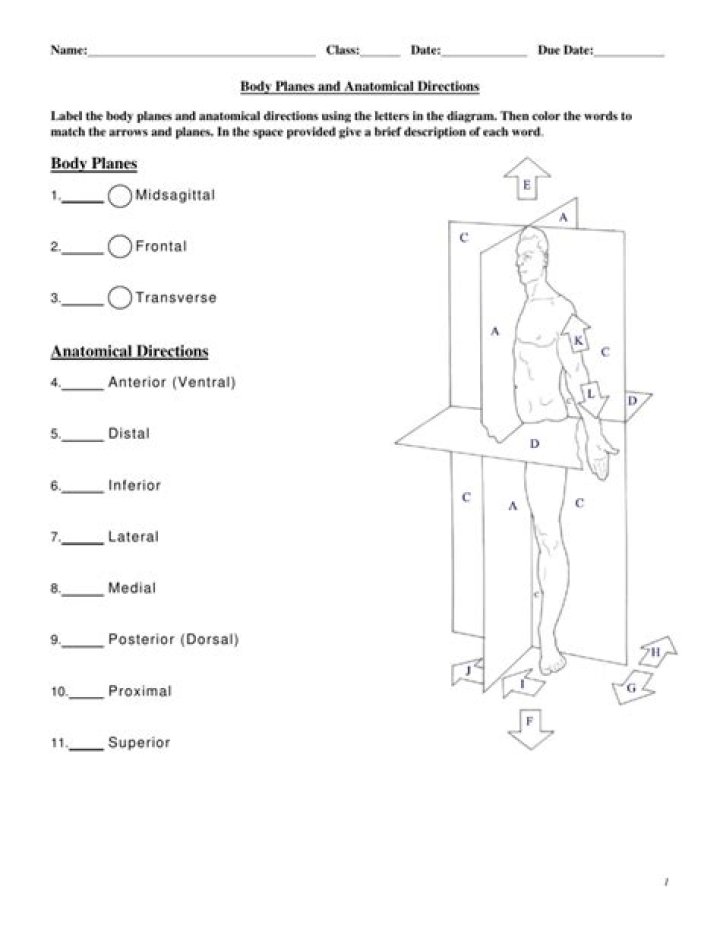 Anatomical Position Worksheet PDF for Medical Students