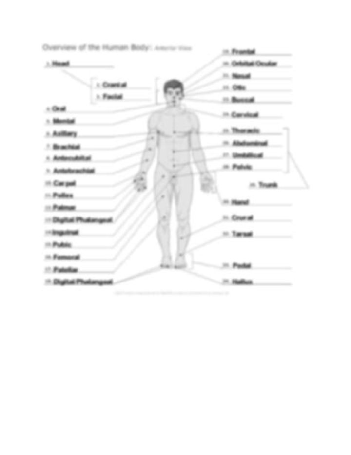 Anatomical Terms Worksheet PDF for Students and Teachers