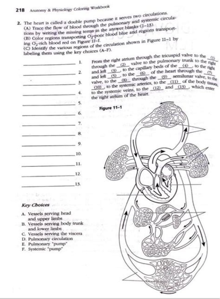 Anatomy & Physiology Coloring Workbook Answer Key PDF – Instant Graded Workbook