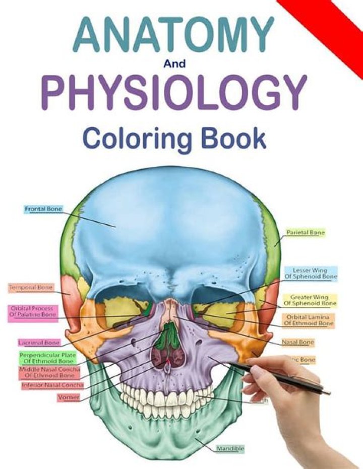 Anatomy & Physiology Coloring Workbook Answers PDF Answers for Chapter 7