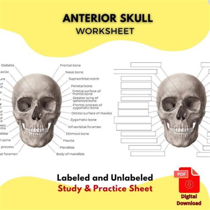 Anatomy and Physiology Skull Test PDF: Master Human Skull Knowledge