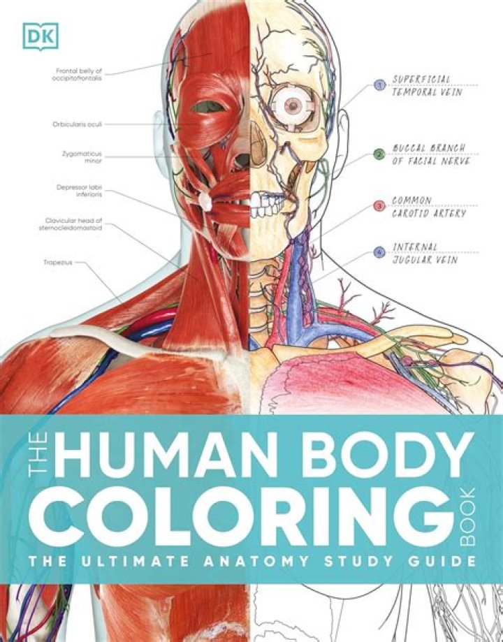 Anatomy Coloring Book PDF Answers: Perfect Study Aid & Interactive Learning Tool
