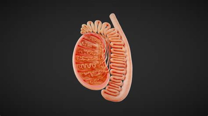 Comprehensive Anatomy of Testes PDF – Detailed Study Guide