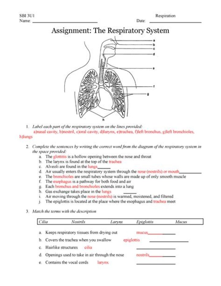 Anatomy of the Respiratory System: Expert Questions & Answers PDF