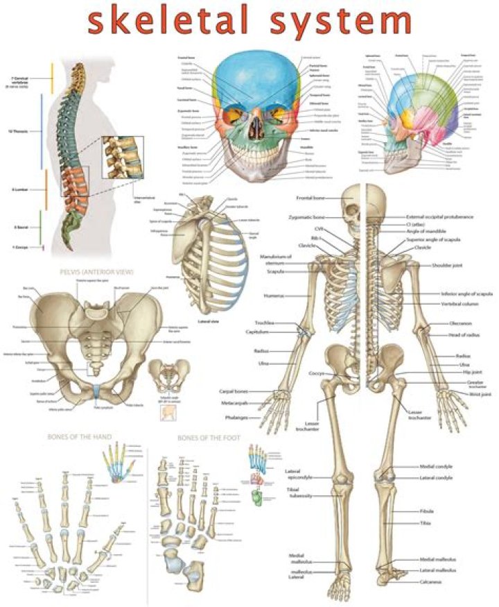 Anatomy Skeletal System Test PDF – Complete Study Guide