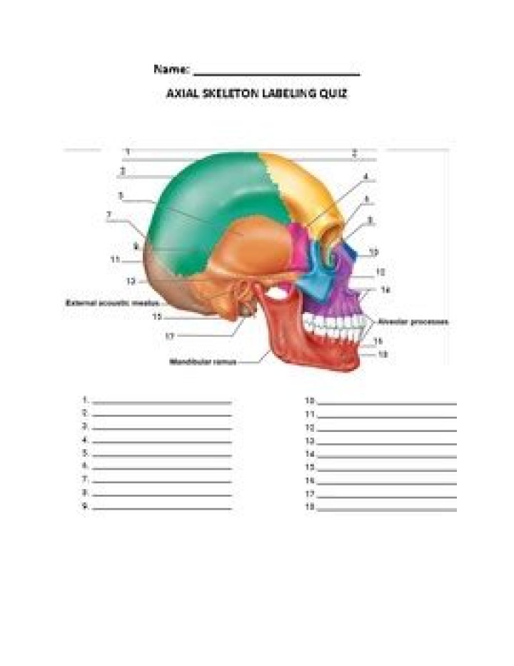 Anatomy Skull Test PDF – Detailed Study Guide & Assessment