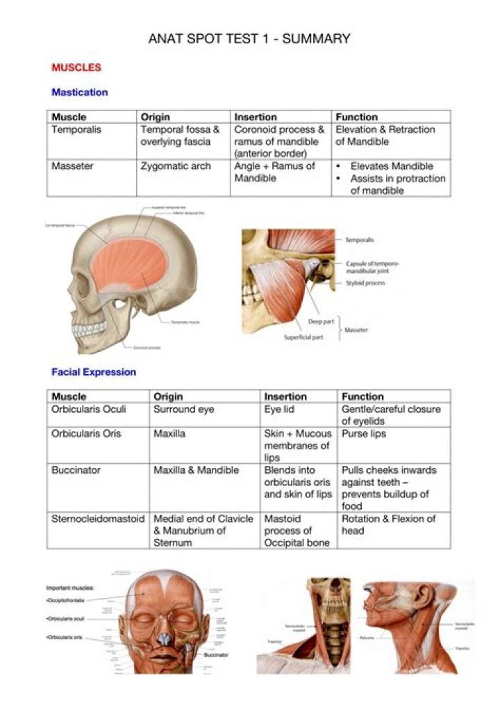 Anatomy Spot Test PDF: Quick Diagnostic Guide