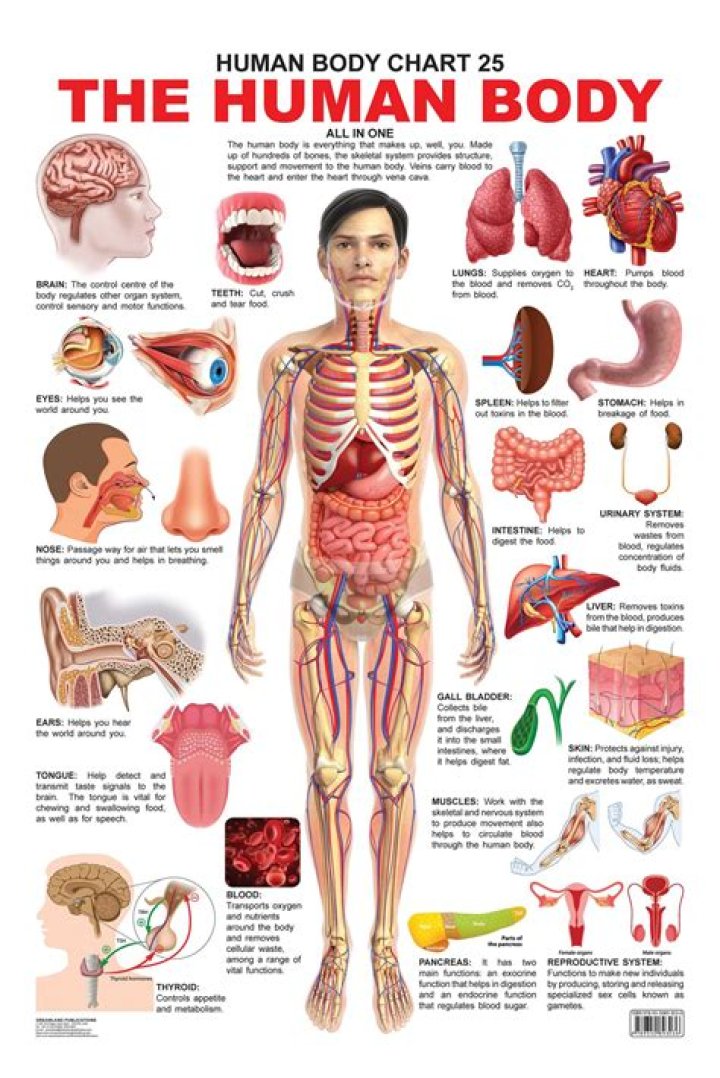 Anatomy Test Organs PDF – Detailed Study Guide & Download