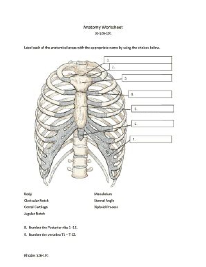 Anatomy Worksheets for Medical Students PDF – Free Download