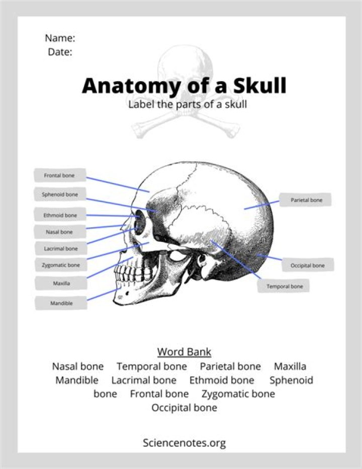 Anatomy Worksheets for Nursing Students PDF – Free Download