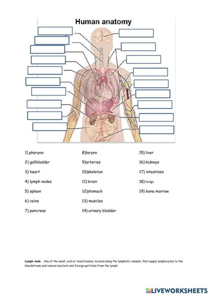 Anatomy Worksheets PDF – Perfect Study Tools for Students & Educators