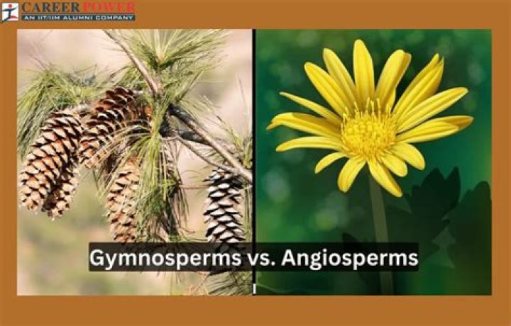 Angiosperm vs Gymnosperm Test PDF: Key Differences Explained
