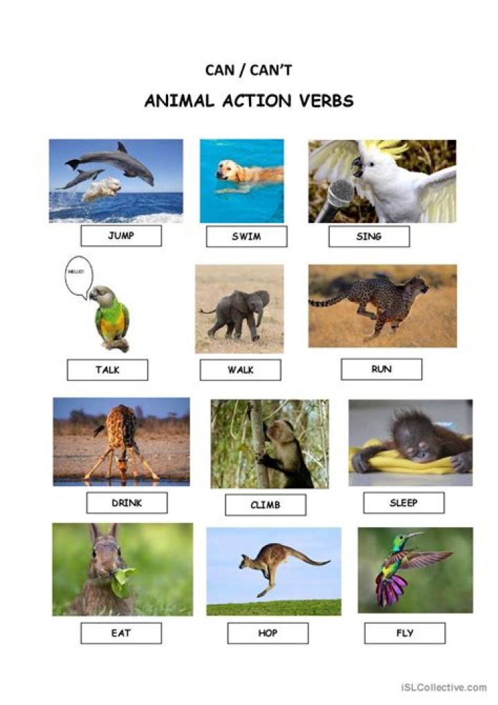 Animal Action Verbs List PDF – Quick Reference Guide