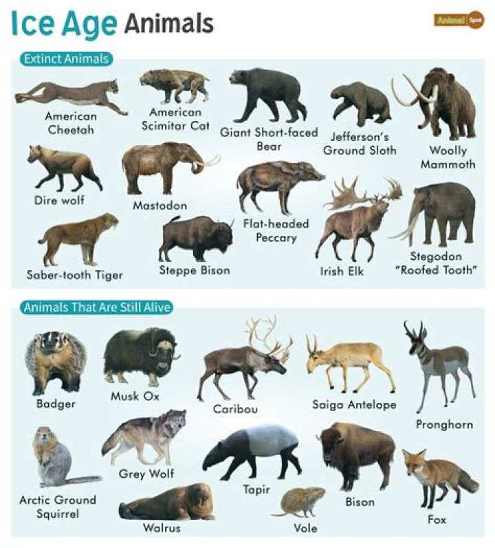 Animal Age List PDF for Pet Owners & Veterinarians