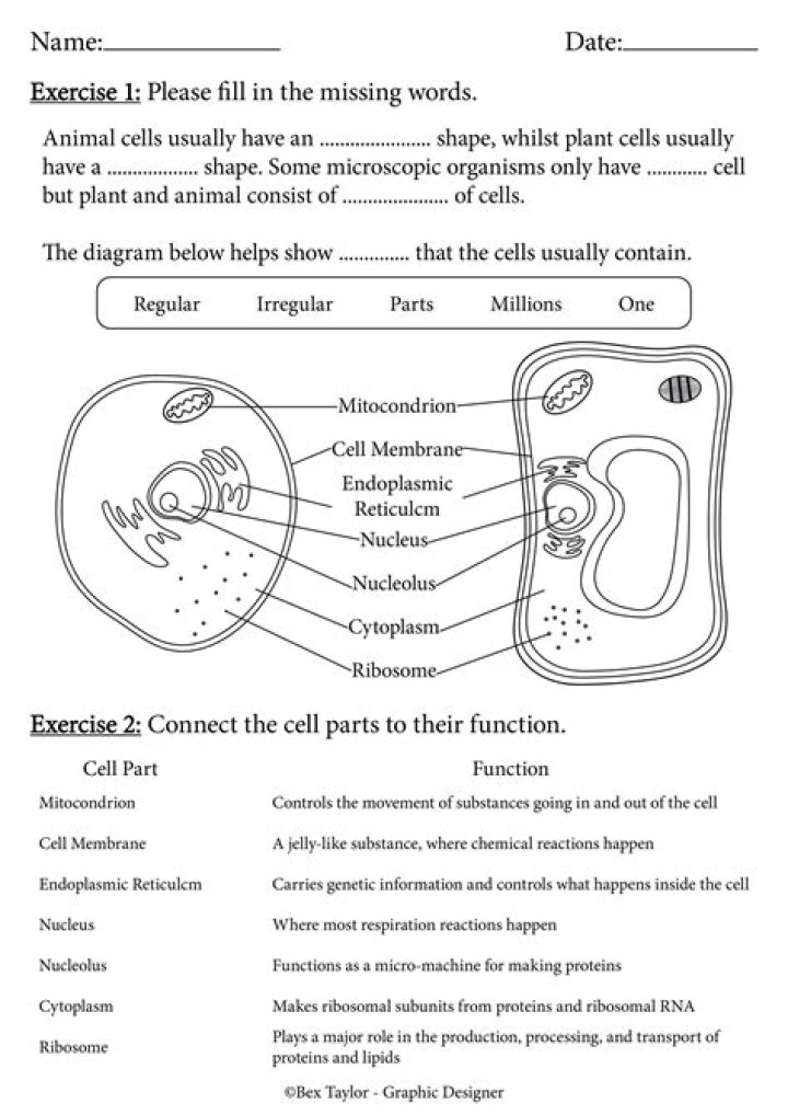 Animal and Plant Cell Worksheet PDF – Free Educational Resource