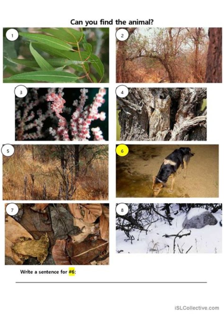 Free Animal Camouflage Worksheets PDF for Kids and Teachers