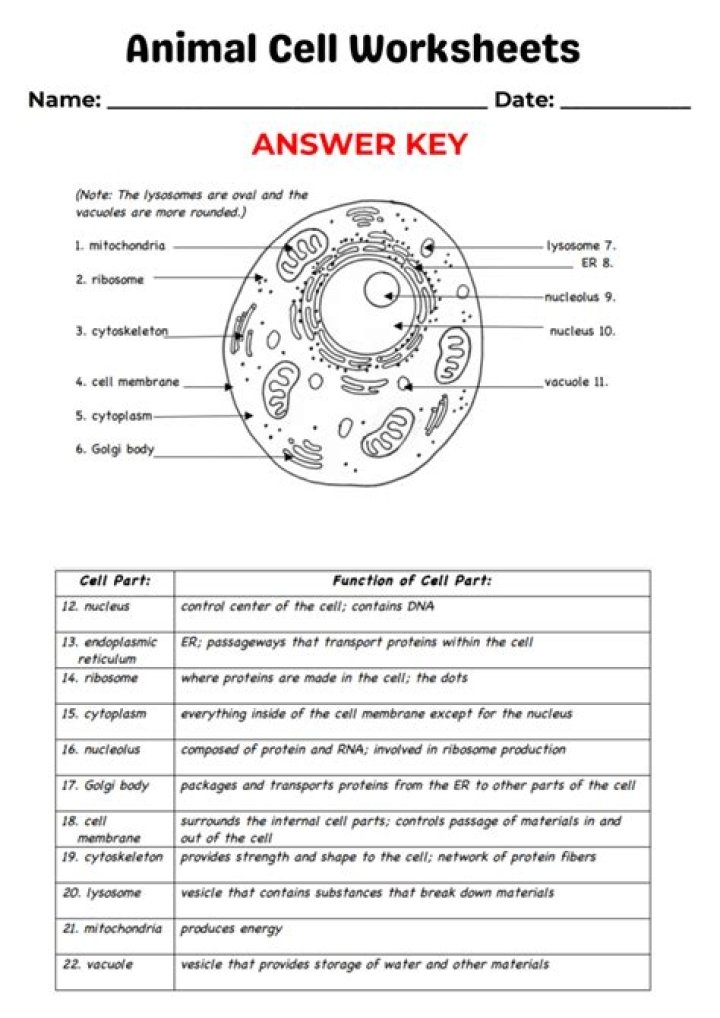 Animal Cell Questions and Answers PDF – Expert Guide