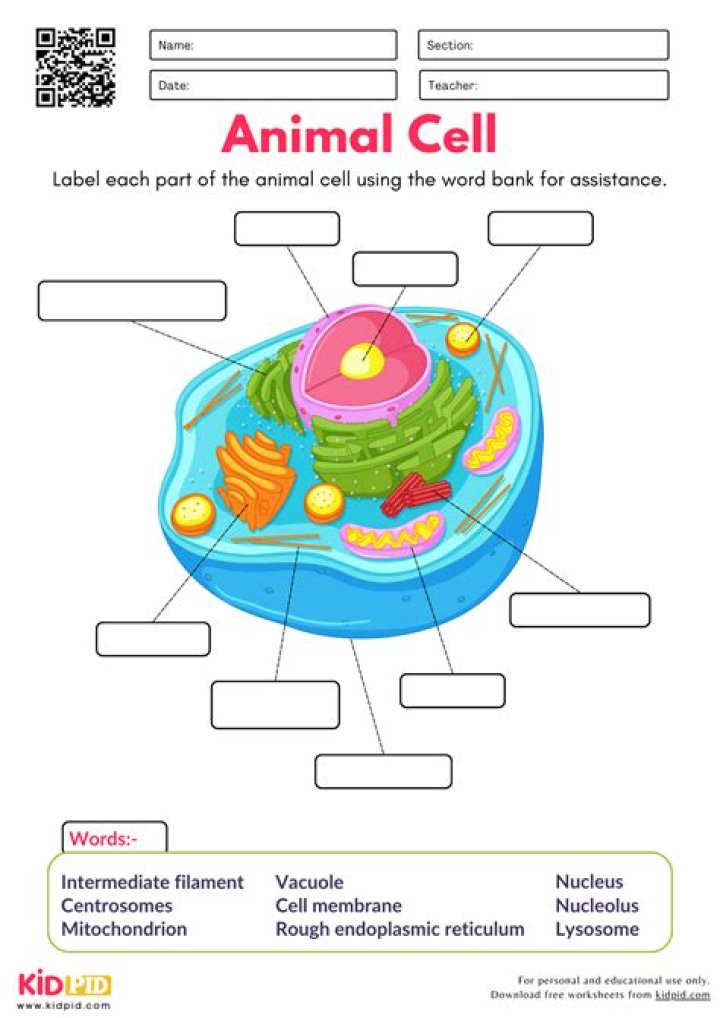 Free Animal Cell Worksheet PDF – Perfect for Biology Students
