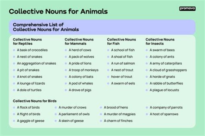 Animal Collective Nouns List PDF: Perfect Reference Guide