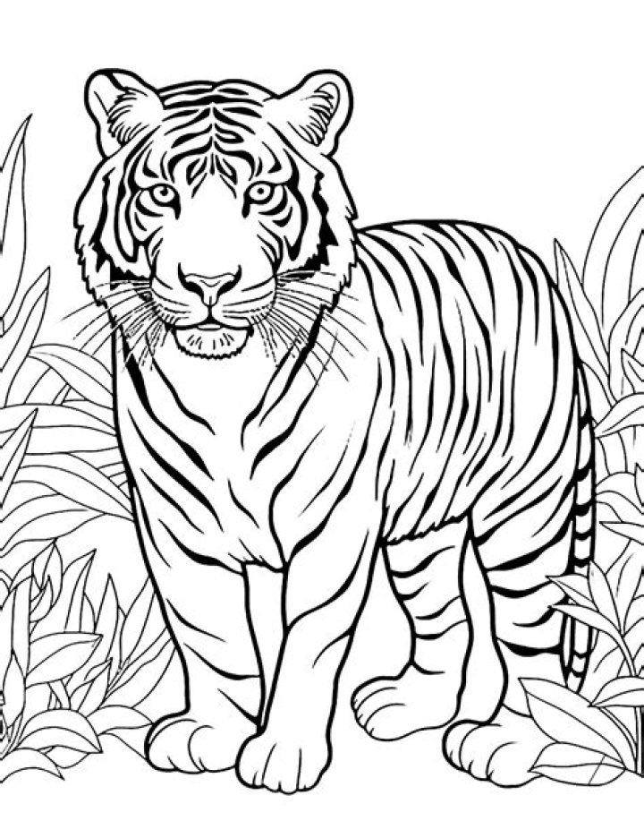 Download Free Animal Coloring Sheets PDF for Kids
