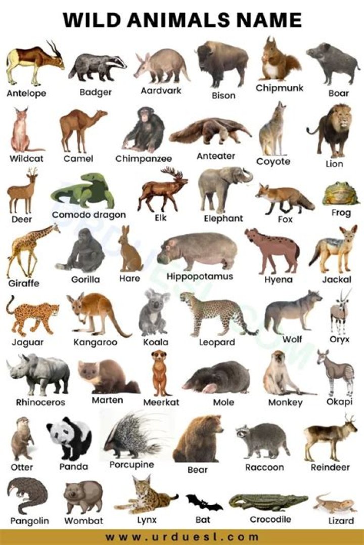 Complete Animal List PDF for Easy Reference