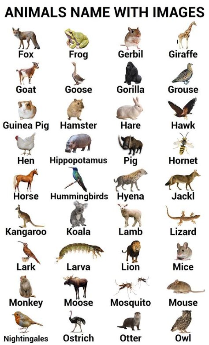 Complete Animal Name List PDF for Easy Reference