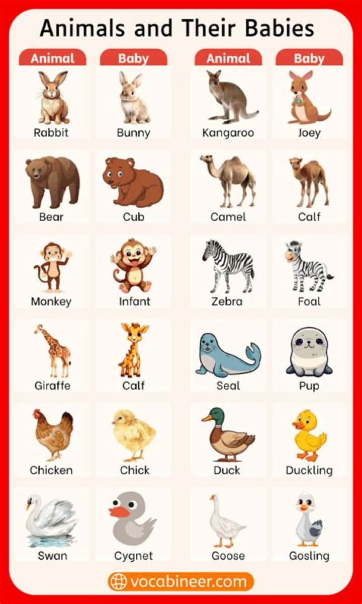 Animals and Their Babies List PDF: Complete Guide