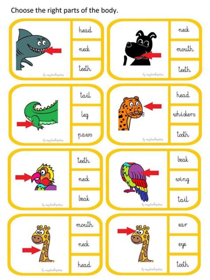 Free Printable Animals Body Parts Worksheets PDF for Kids