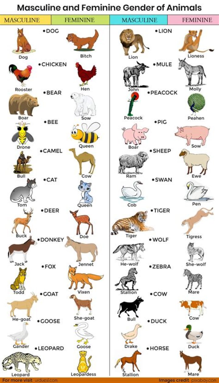 Male and Female Animals List PDF – Complete Species Guide